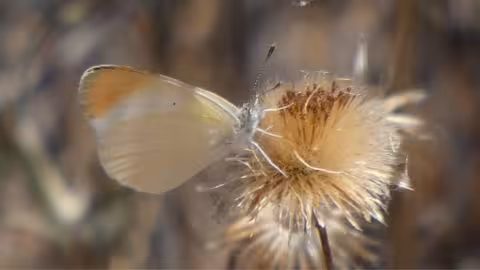 Ejemplar de las mariposas documentadas (Foto Universidad de Murcia)