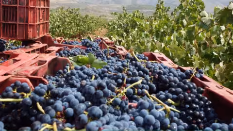 Vendimia (Foto Asaja Almer&iacute;a)