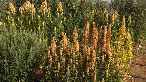 Ensayo de campo sobre propiedades de la quinoa (Foto Junta de Andaluc&iacute;a)