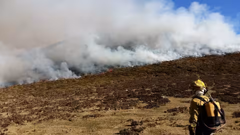 L&iacute;nea de fuego de un Incendio forestal (Foto Miteco)