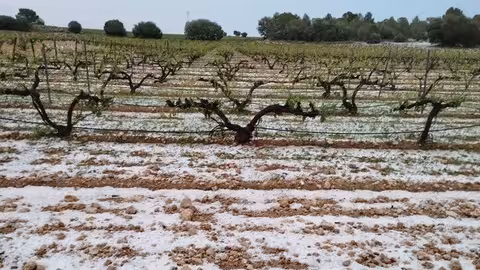 Vi&ntilde;edo tras una granizada (Foto Uni&oacute;n de Uniones)