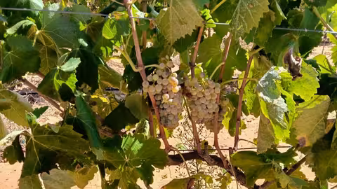 Vi&ntilde;edo (Foto AVA-Asaja)