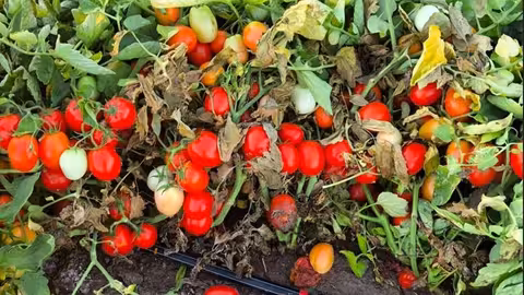 Tomate para industria (Foto COAG Andaluc&iacute;a)