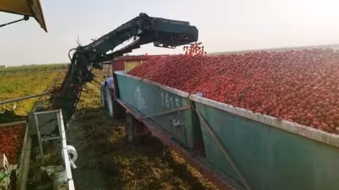 Recolecci&oacute;n de tomate para industria (Foto COAG Andaluc&iacute;a)