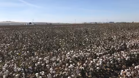 Parcela con cultivo de algod&oacute;n (Foto Junta de Andaluc&iacute;a)