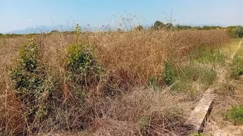 Plantaci&oacute;n citr&iacute;cola abandonada (Foto La Uni&oacute;)