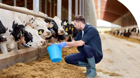 Ganadero alimentando a su ganado con pienso (Foto Cesfac)