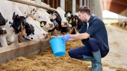 Ganadero alimentando a su ganado con pienso (Foto Cesfac)