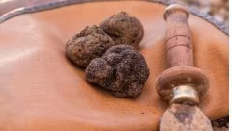 Trufa negra (Foto web Grupo de Cooperaci&oacute;n Trufa Negra D'Arag&oacute;n)