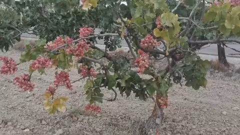 Recolecci&oacute;n de pistacho en una plantacion ecol&oacute;gica (Foto Appistaco)