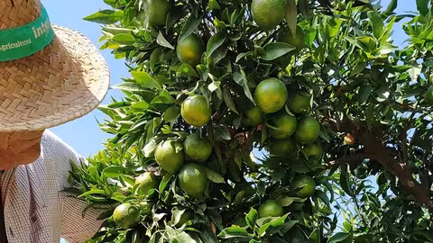 C&iacute;tricos en producci&oacute;n (Foto AVA-Asaja)