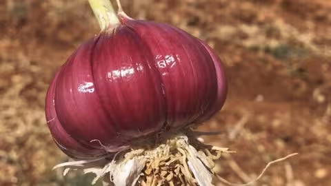 Bulbo de ajo (Foto ANPCA)