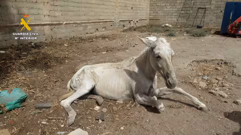 Operaci&oacute;n Fris&oacute;n de abandono animal en &Aacute;guilas (Foto Guardia Civil)
