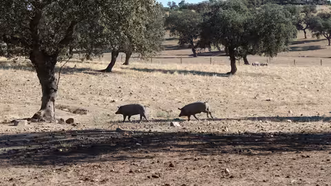 Porcino ib&eacute;rico en una dehesa (Foto Cooperatativas AgroAlimentarias Andaluc&iacute;a)