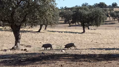 Porcino ib&eacute;rico en una dehesa (Foto Cooperatativas AgroAlimentarias Andaluc&iacute;a)