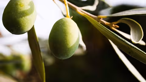 Aceituna de mesa (Foto La Uni&oacute;n Extremadura)