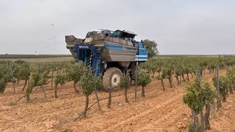 Vendimia (Foto Cooperativas AgroAlimentarias CLM)