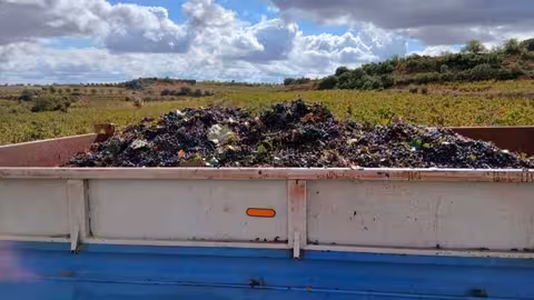 Uva para comercializar (Foto La Uni&oacute;)