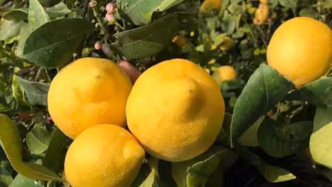 Limonero (Foto Asaja)