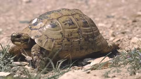 Ejemplar de tortuga mora (Foto CARM)