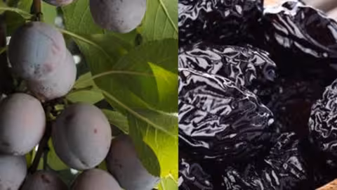 Ciruela chilena (Foto Chileprunes)