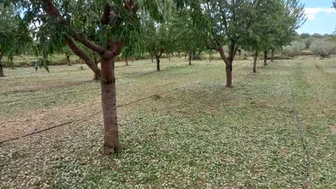 Da&ntilde;os por pedrisco en la Comunidad Valenciana (Foto AVA Asaja)