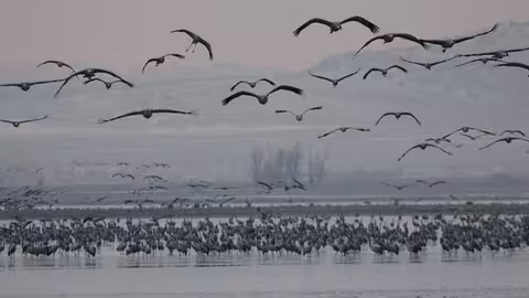 Aves migratorias (Foto SEO/BirdLife enX)