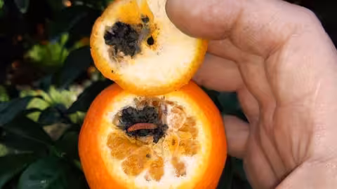 Falsa polilla en naranjas de Sud&aacute;frica (Foto AVA Asaja)