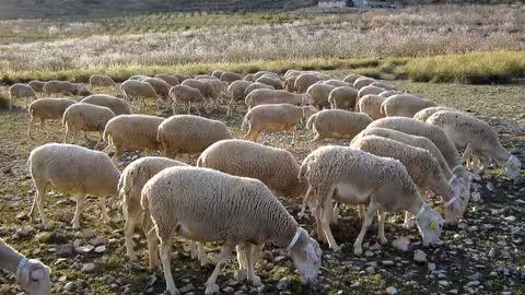 Ovejas de raza segure&ntilde;a aprovechando los escasos pastos que proporciona el medio natural (Foto Autor: Pedro S&aacute;nchez G&oacute;mez) ANCOS