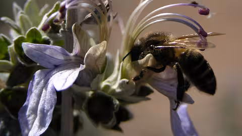 Abeja libando (Foto Junta de Andaluc&iacute;a)