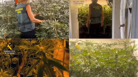 Operaci&oacute;n &lsquo;Luck&rsquo; de desmantelamiento de la infraestructura de un cultivo de marihuana en una finca agr&iacute;cola en Totana (Foto Guardia Civil)