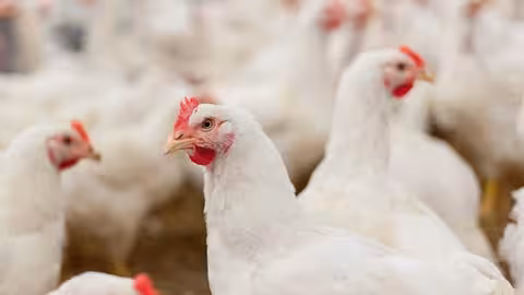 Gallinas en una granja av&iacute;cola (Foto Gobierno de CLM)