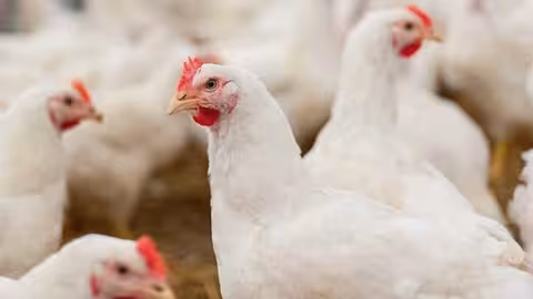 Gallinas en una explotaci&oacute;n av&iacute;cola (Foto Gobierno de Castilla-La Mancha)