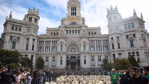 Paso de los reba&ntilde;os por la plaza de Cibeles durante la Fiesta del Pastor y de la Trashumancia (Foto Ayuntamiento de Madrid)
