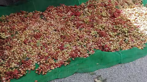 Recolecci&oacute;n de pistacho en una finca ecol&oacute;gica (Foto Appistaco)