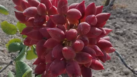 Pistacho de una plantaci&oacute;n ecol&oacute;gica (Foto Appistaco)