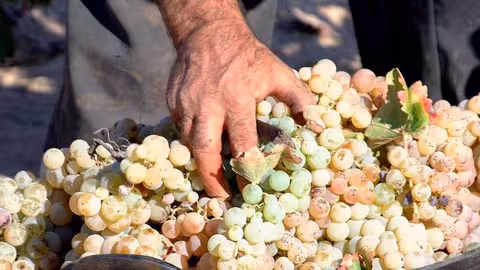 Detalle de las manos de un vendimiador (Foto DOP Condado de Huelva)