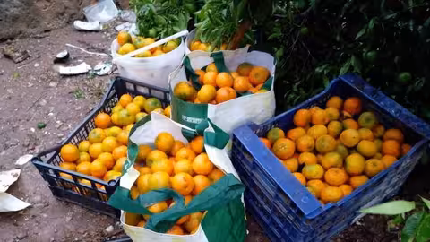 Bolsas y cajas de mandarinas robadas (Foto La Uni&oacute;)