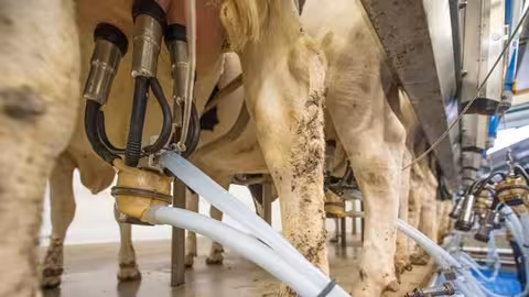 Orde&ntilde;o de vacuno de leche (Foto Uni&oacute;n de Uniones)