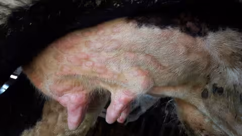 N&oacute;dulos en ubres en bovino con Dermatosis Nodular Contagiosa (Foto Tsviatko Alexandrov/MAPA)