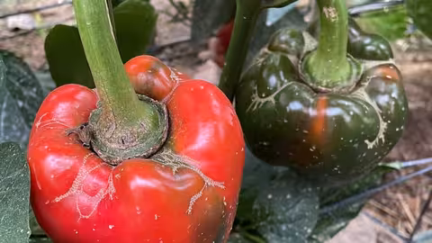 Da&ntilde;os en pimiento por Trips (Foto Junta de Andaluc&iacute;a)