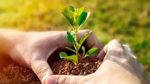Manos plantando un brote (Foto Uni&oacute;n de Uniones)