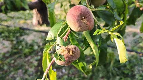 Fruta de hueso da&ntilde;ada por el granizo (Foto CARM) Archivo