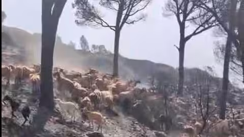 Reba&ntilde;o de cabra en La Pe&ntilde;a de Tarifa afectada por el incendio (Foto COAG C&aacute;diz)