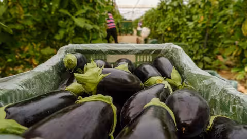Berenjena calidad extra y primera (Foto Hortyfruta)