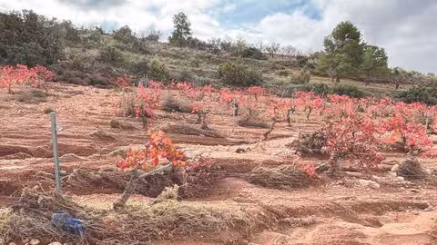 Vi&ntilde;as afectadas por la DANA, en Utiel (Foto Fademur Pa&iacute;s Valenciano)