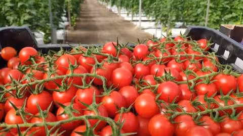 Tomate de invernadero (Foto Fepex)