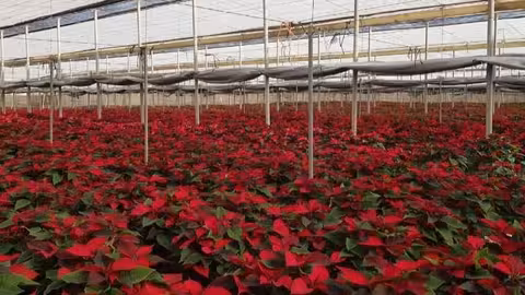 Poinsettia o Flor de Pascua en los invernaderos de Semilleros Laimund (Foto Coexphal) Archivo