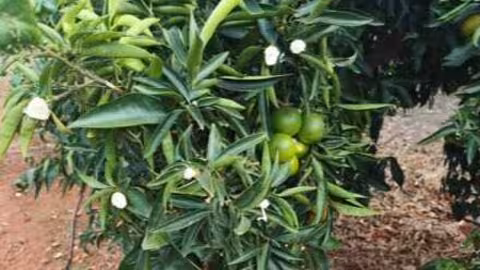 Da&ntilde;os causados por jabal&iacute;es en c&iacute;tricos (Foto La Uni&oacute;)