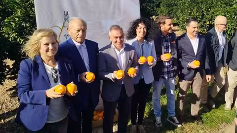 Primer corte de la IGP C&iacute;tricos Valencianos (Foto AVA-Asaja)